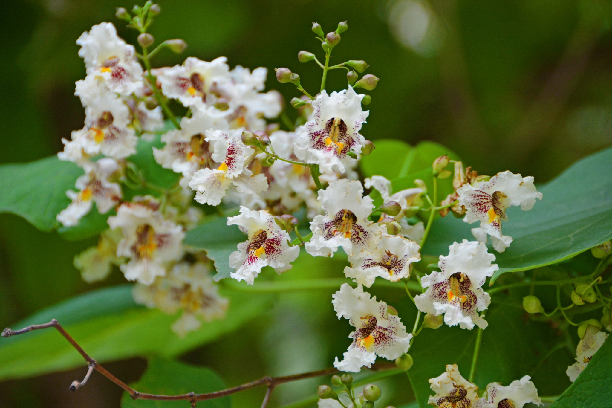 梓树花原创拍摄