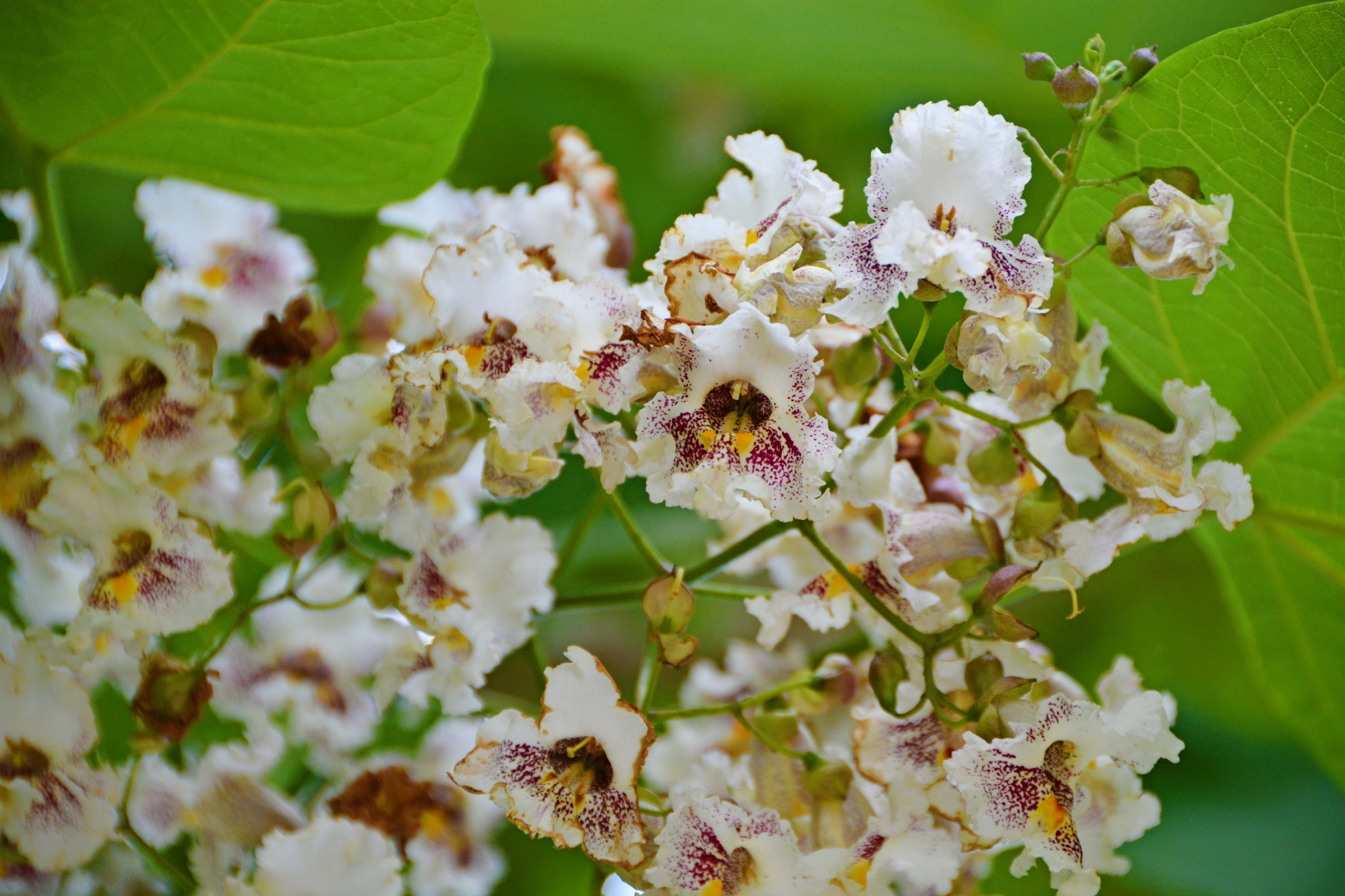 梓树花原创拍摄