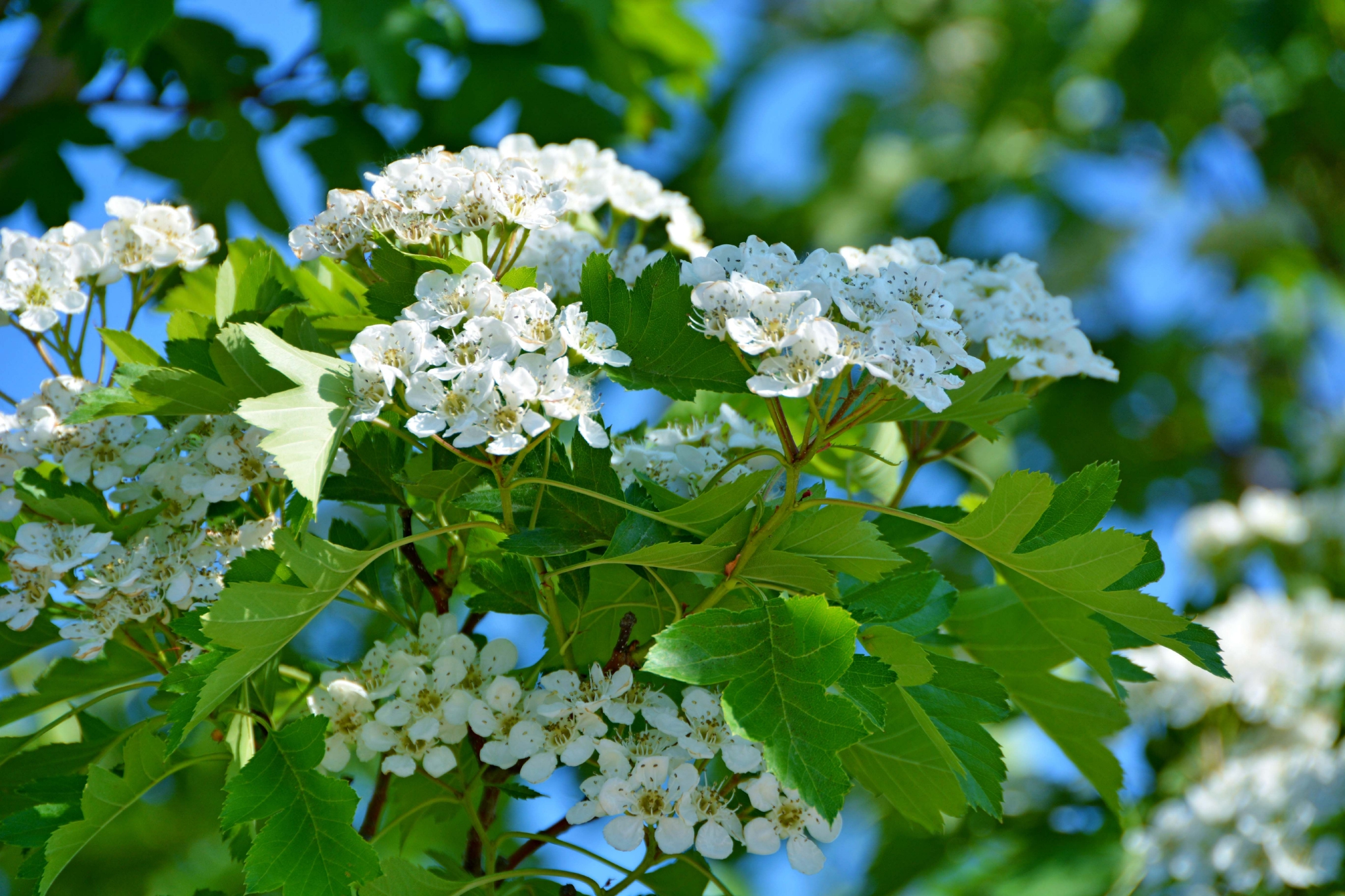 山楂树开花,原创拍摄