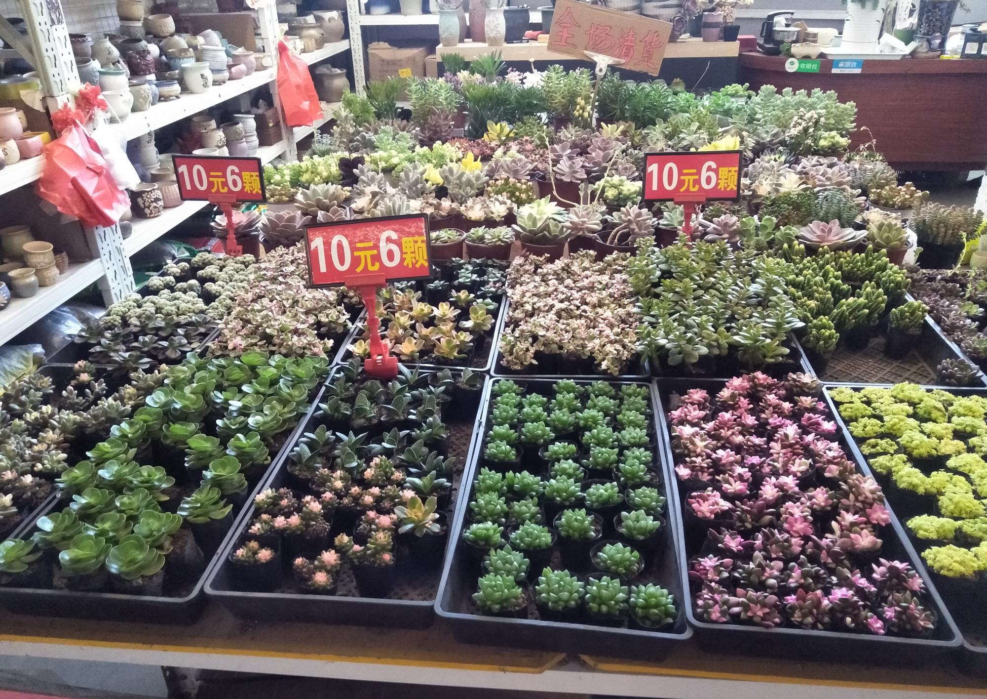 昆明最大的斗南花市,多肉10元6盆任选,品种竟然这么多!