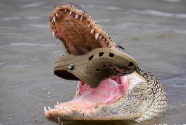 游客向鳄鱼投喂这个,鳄鱼张嘴接住,咀嚼之后发现味道不对|鳄鱼|游客