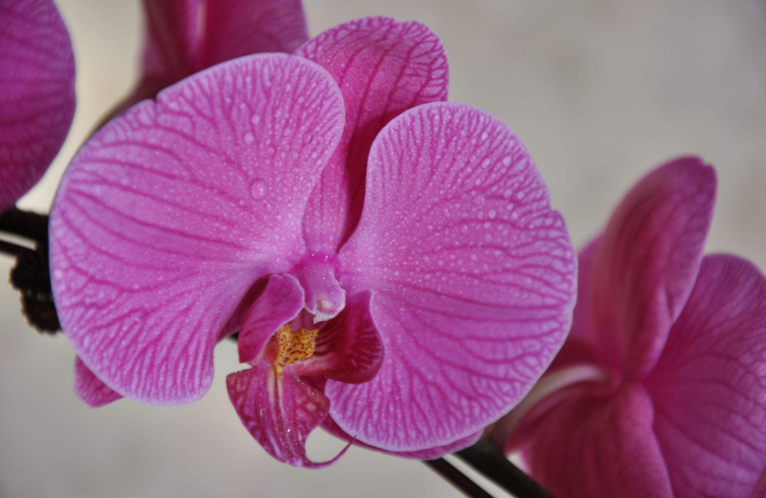 家养蝴蝶兰花开似蝴蝶好养好看还爆盆