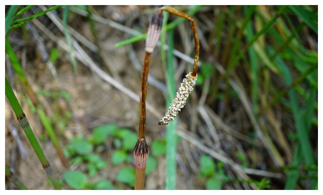 嫩芽是极品野菜,还能从土壤中吸收黄金,却被农民称作"缺德草"