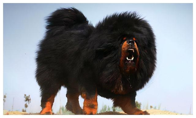 世界最大狗 体重150斤站起来两米多高 被称为 太阳神的犬