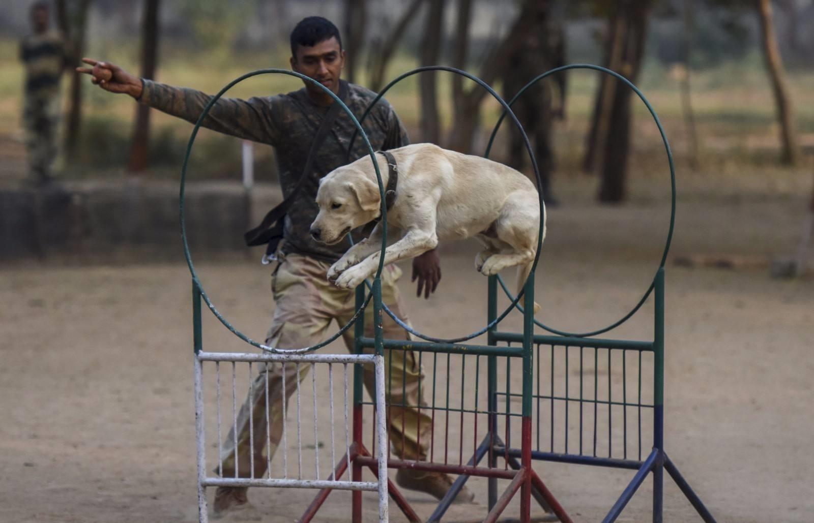 军犬到底有多聪明看看这些训练画面让人大开眼界