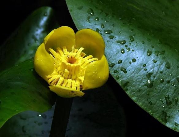 此花花色淡黄 盛开时犹如无数黄色小精灵飞舞在水面上 惹人怜爱 财经头条