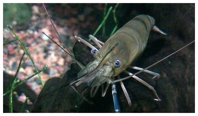 科学家深海火山口处发现虾群当地水温450度这虾不好煮熟