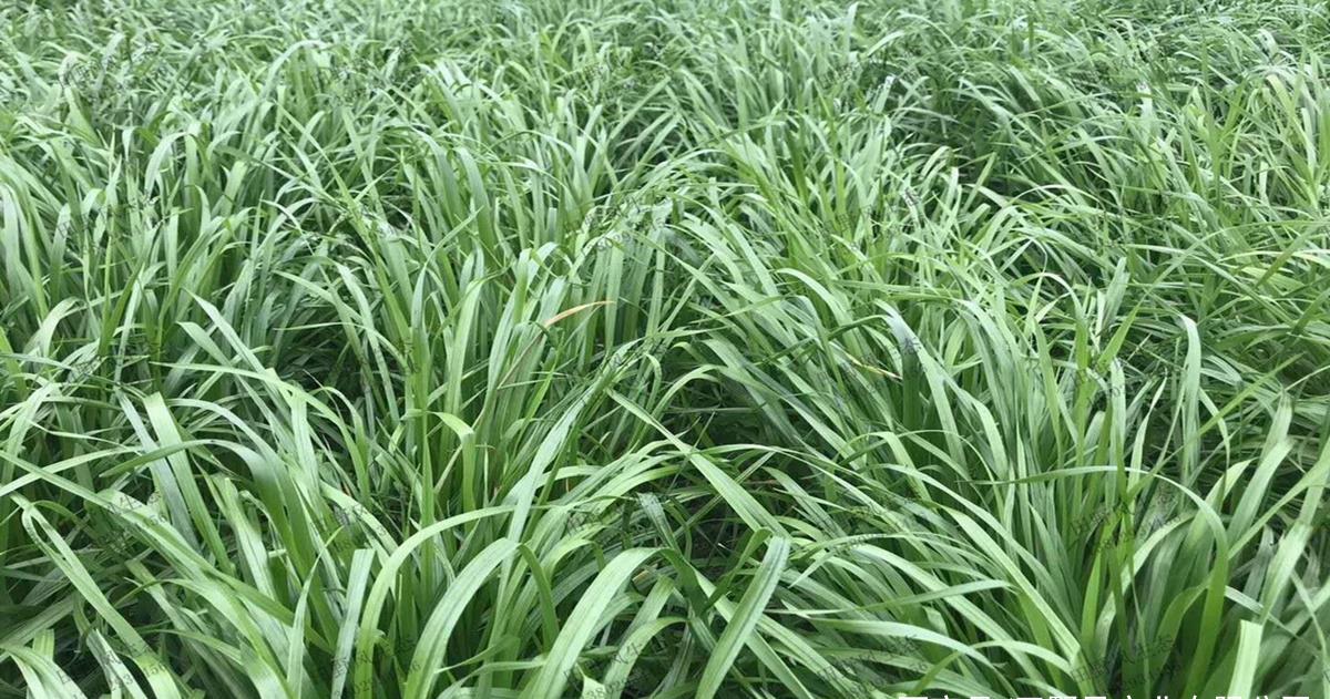 仅次于牧草之王的一年生黑麦草种植方法介绍