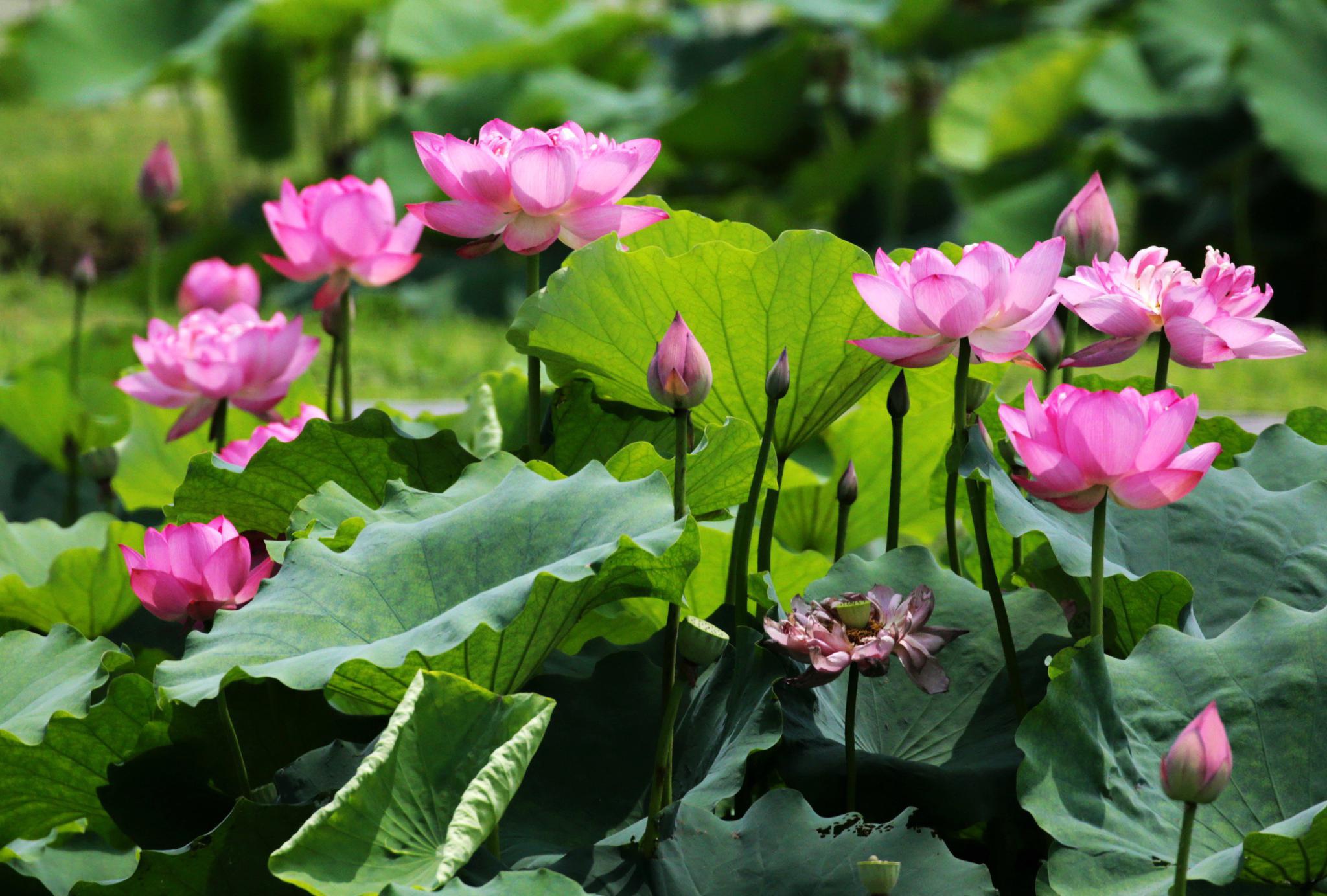 千品千亩荷花艳,百鸟万杉迎客来——池杉湖荷花节美不胜收