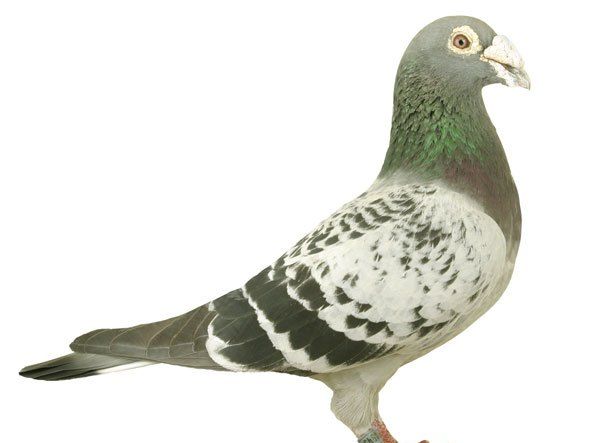 詹森血统的信鸽欣赏