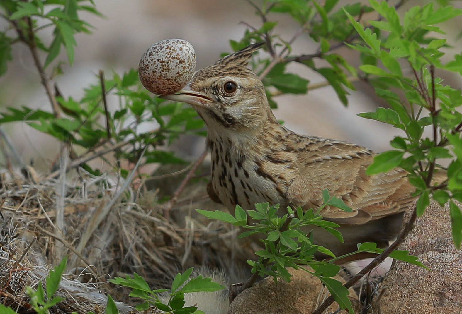 神秘小鸟竟能做出人们无法想象的动作,罕见一幕被摄影师幸运定格
