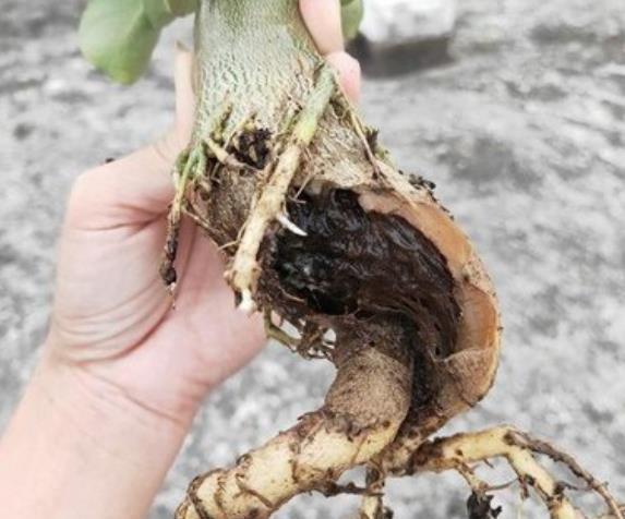 沙漠玫瑰茎软腐的原因找到了这样处理这样养护可以避免病害