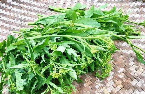 吃冲菜的季节到了|季节|苦菜|鼻涕_新浪新闻