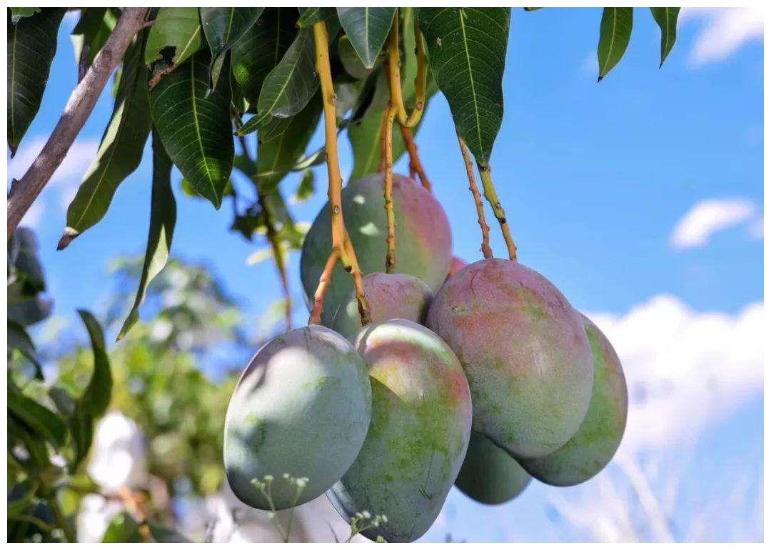 6元一斤的凯特芒果,芒果中的巨无霸,个头比脸还大,鲜甜多汁