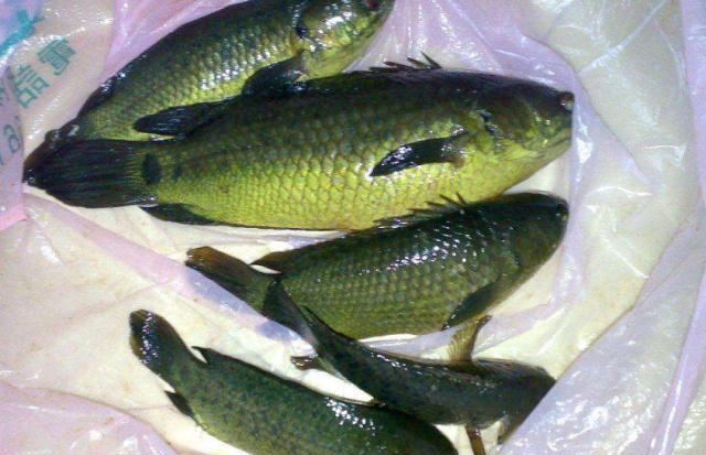 中国最顽强的鱼下雨时从水中跃出到路面爬行传闻会翻山越岭