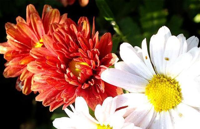 几种不一样的菊科花卉 开花漂亮又独特 超级好养 菊科 花卉 植株 新浪新闻