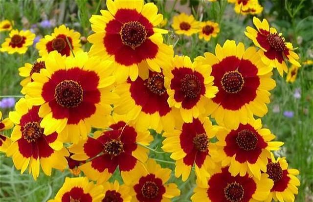 几种不一样的菊科花卉 开花漂亮又独特 超级好养