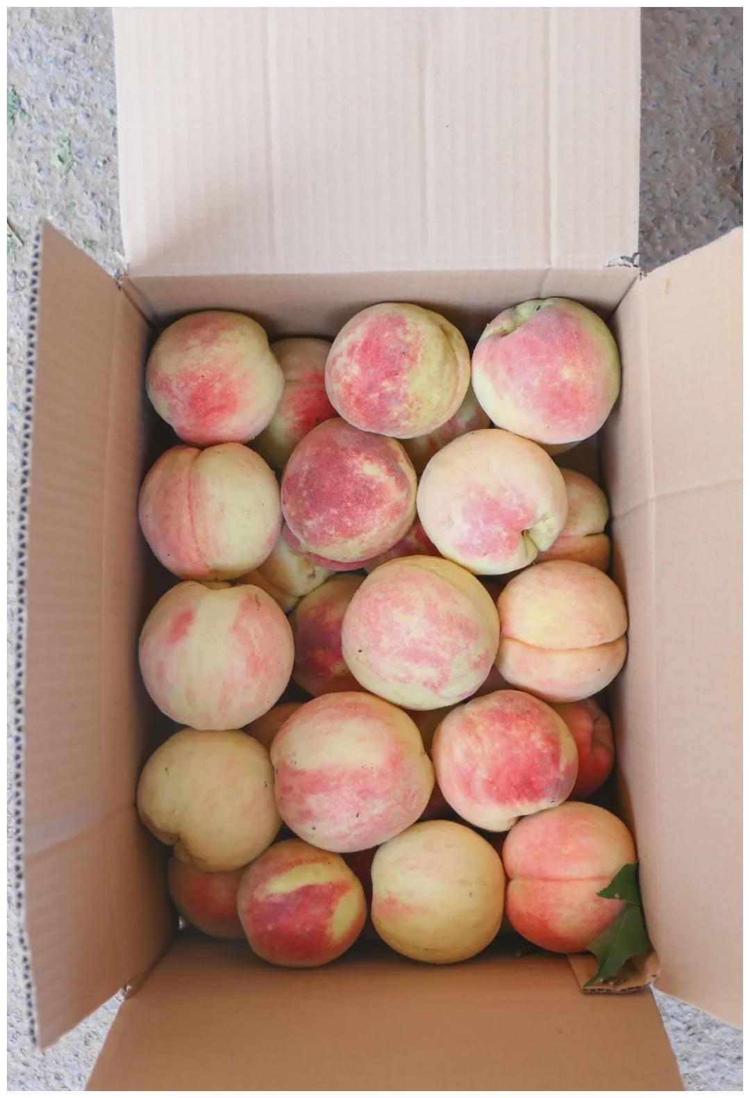 沉甸甸的箱子,桃子漫了出来,大叔一口气搬到了车上,我们推脱着不要,却