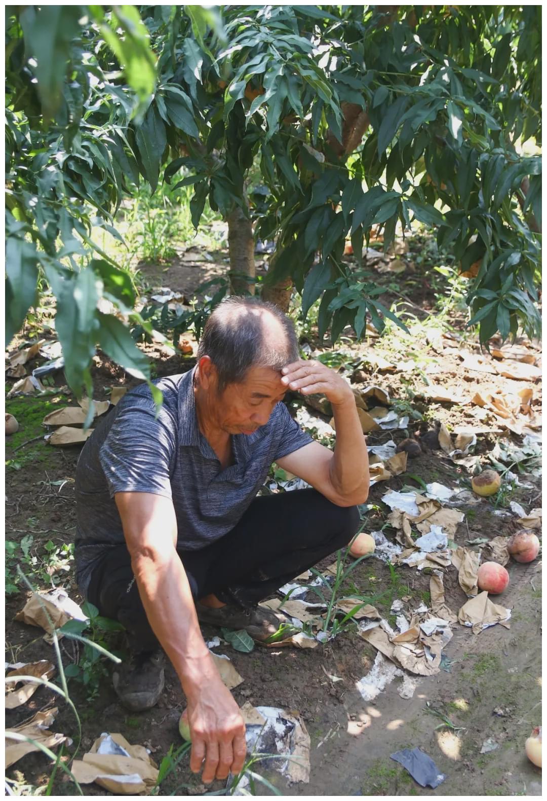 许昌这个地方大量水蜜桃滞销,烂在园子里,果农欲哭无泪!