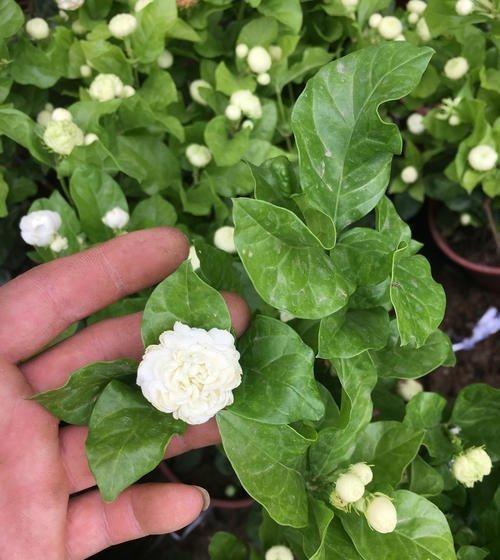 家里养的夏天个头小,好看,容易生存,他还能在家里驱蚊