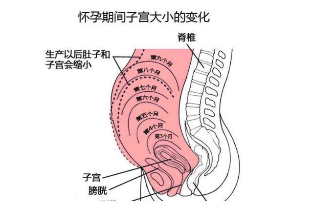 孕妇 解剖肚子图片