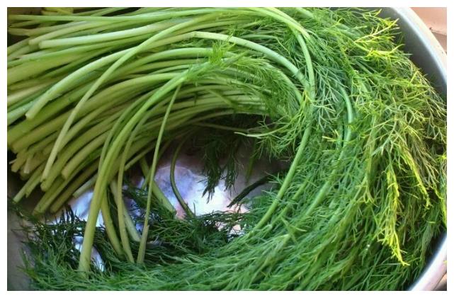 9成人嫌它"气味大",却是"清肠高手",湿气消失了,腰围细2圈|茴香|茴香