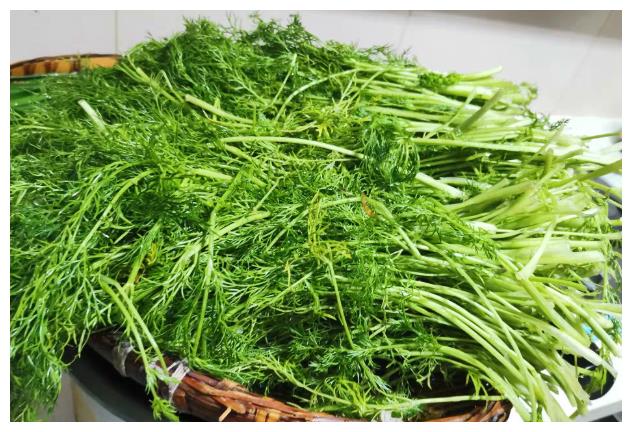 9成人嫌它"气味大",却是"清肠高手",湿气消失了,腰围细2圈|茴香|茴香