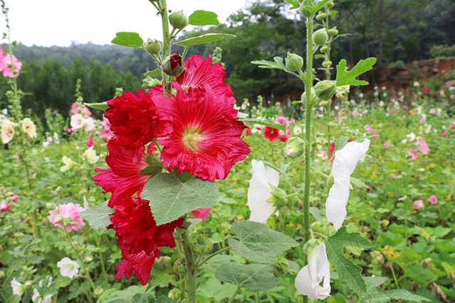 5月相约鲜花山谷看世界最美的蜀葵花海
