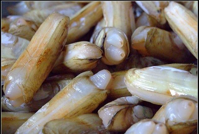 一袋海盐下去,蛏子全乖乖出来,网友:有点吓人|海盐|蛏子|海蛏子_新浪