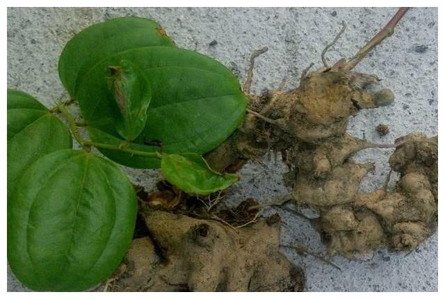 山上一种野生植物人称马甲子它全株都是宝看看你认识吗