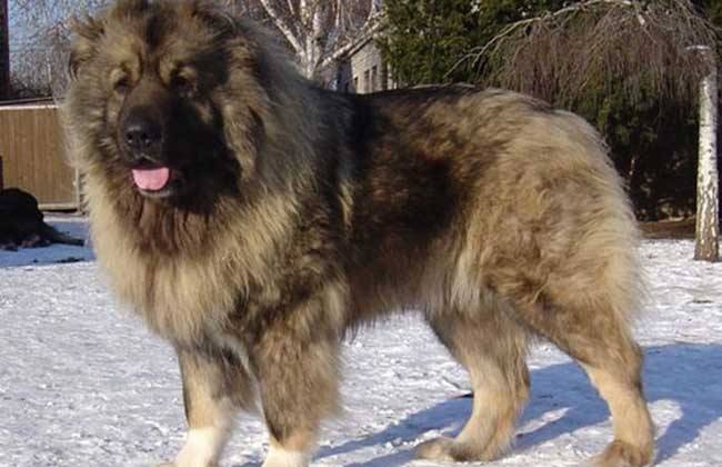 高加索犬因巡逻柏林墙而闻名它外表犹如雄狮内心却铁汉柔情