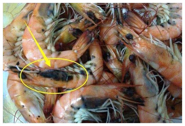 虾头颜色发黑,说明有问题吃了不安全?营养师告诉你吃不吃