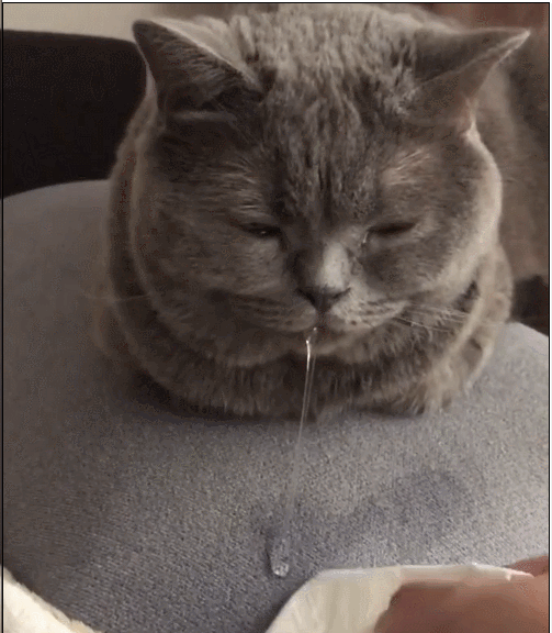 蓝猫睡觉睡到垂涎三尺猫梦到小母猫了不对你叫醒我干嘛