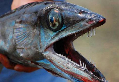 空棘鱼什么来头,为何被认为是最稀有的鱼类?原来它比恐龙还老