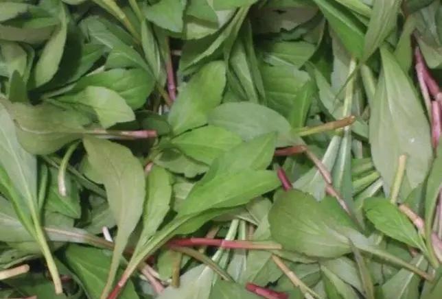 三月三,大蒜炒马兰|大蒜|蔬菜|泥鳅_新浪新闻