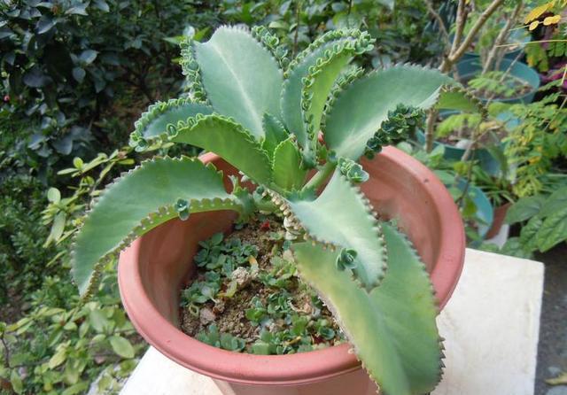 不会养花?就养这种3种不死花,好养繁殖快,一盆开一年