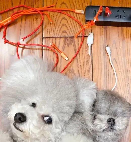 狗狗咬烂数据线主人惩罚的方式太狠了