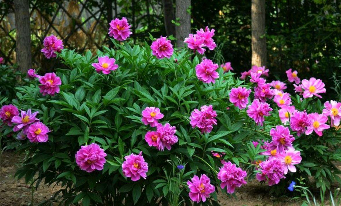 芍药花是一种典型的庭院装饰花卉,5至6月正是芍药花开花的季节,在初夏