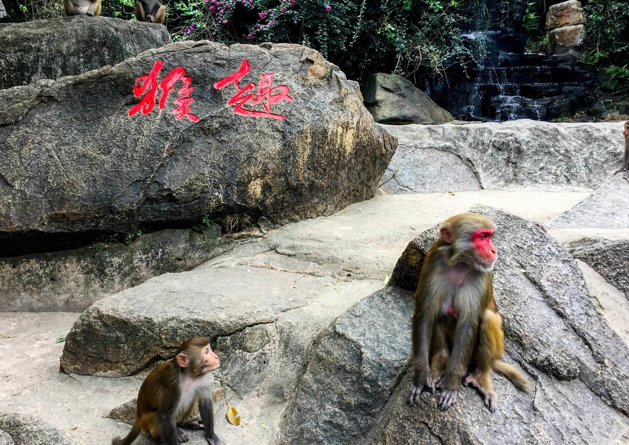 探访海南南湾猴岛我国唯一的岛屿型猕猴自然保护区三面环海