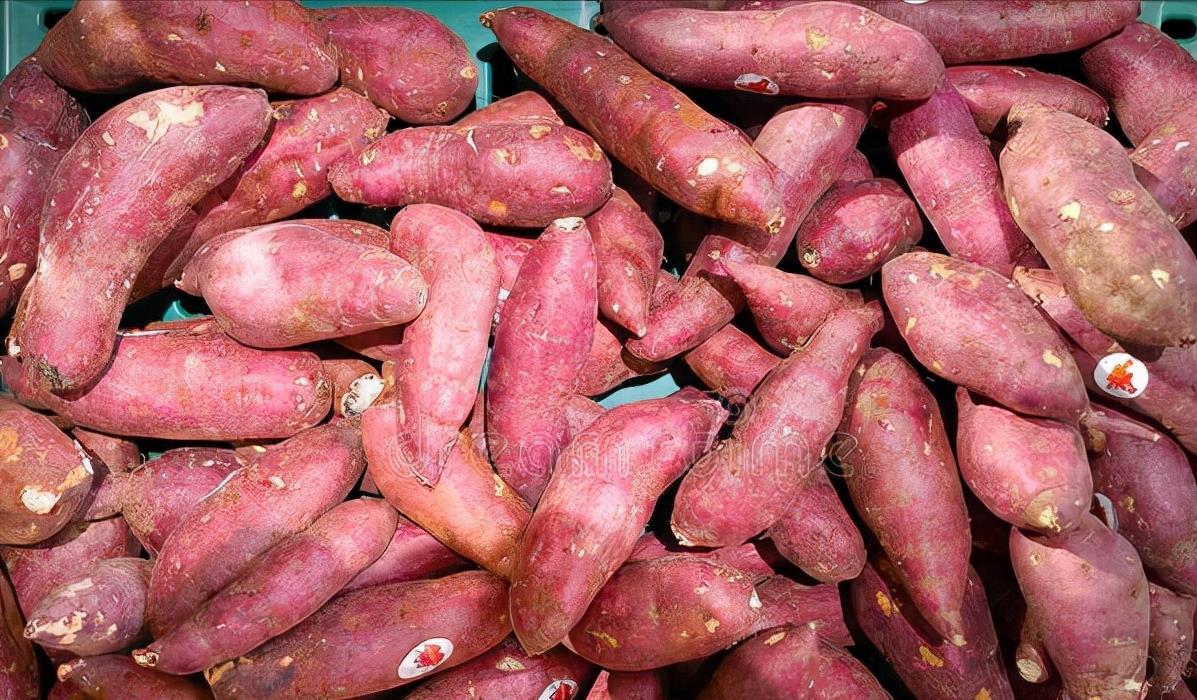 保存红薯农村大妈有诀窍教你一招放半年不干瘪越放越香甜