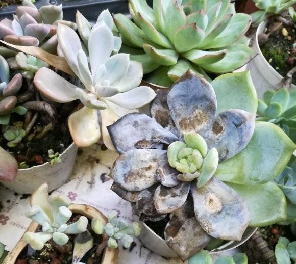 多肉黑腐,原因到底在哪?2个"不良因素",碰在一起多肉遭殃