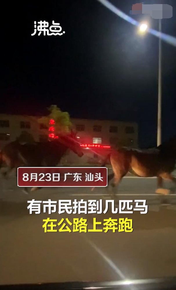 汕头公路5匹马在车流中奔跑 过往车辆纷纷避让