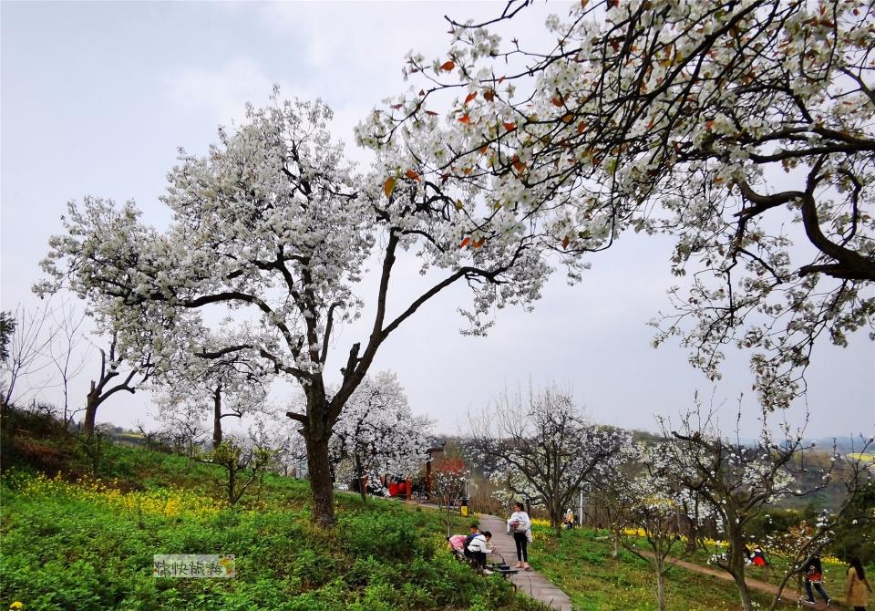 寻春三多古寨赏自贡最美梨花