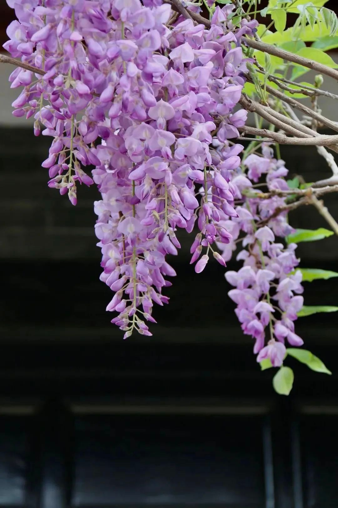 蔷薇|花海|槐花_新浪新闻