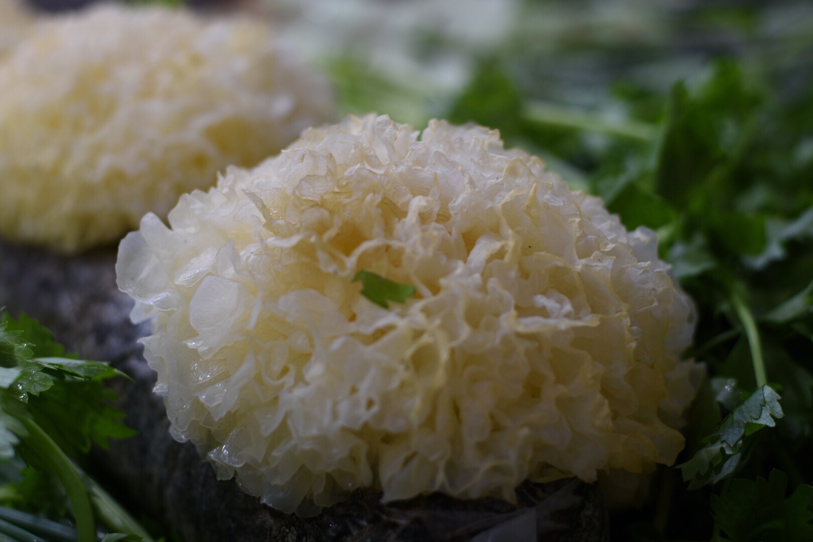 新鲜的白木耳美如花_高清图集_新浪网