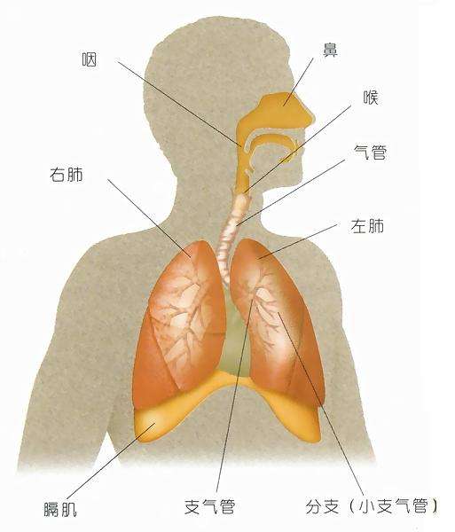 肺和气管位置图片图片