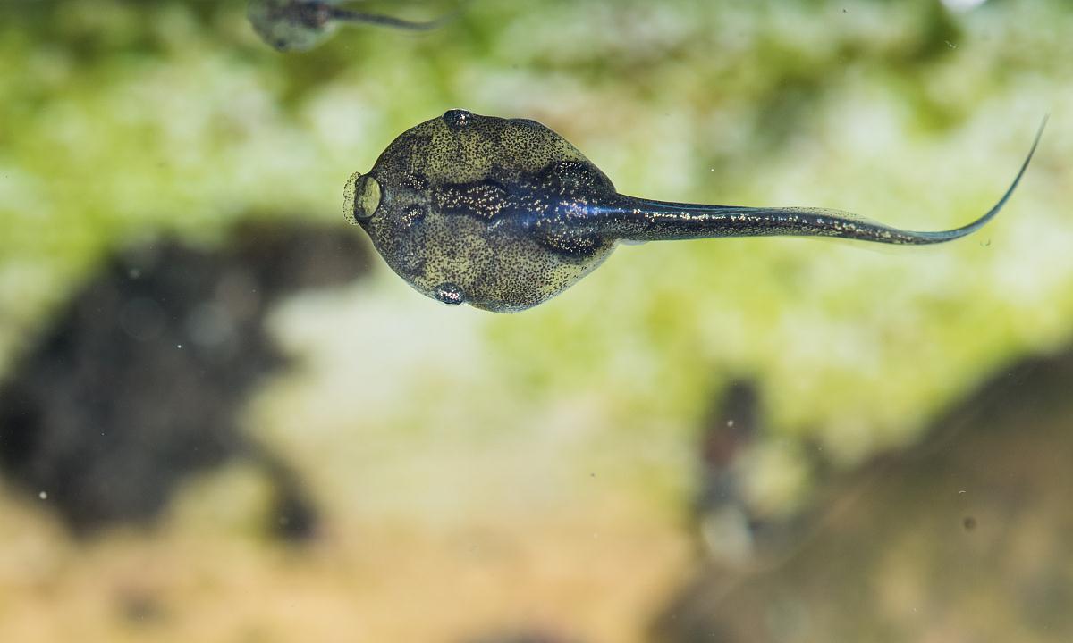 癞蛤蟆蝌蚪和青蛙了蝌蚪一样吗
