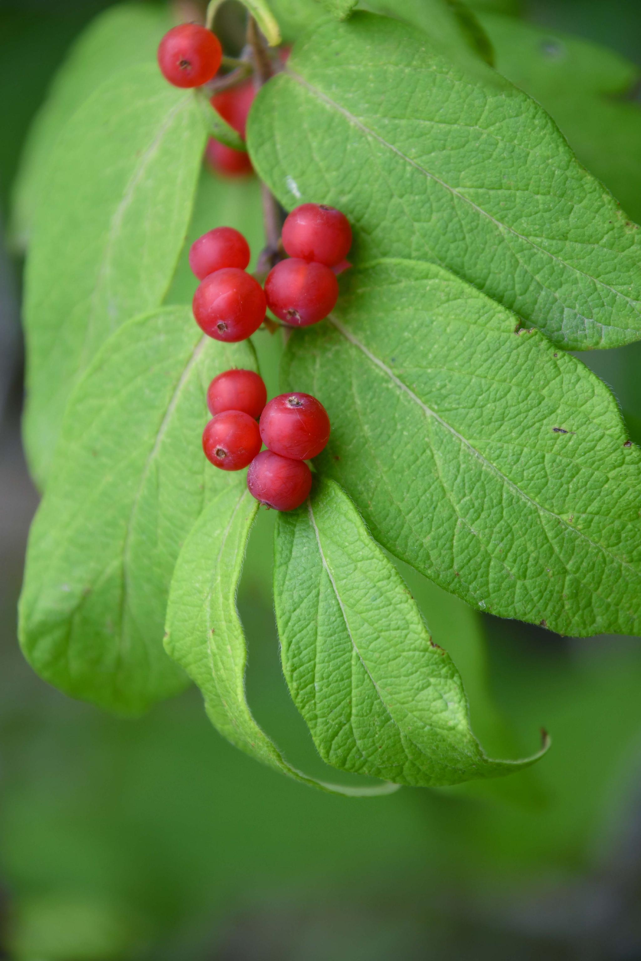 紫红色忍冬果原创拍摄