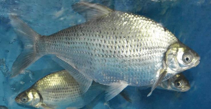 香辣可口川香团头鲂,您值得拥有_高清图集_新浪网