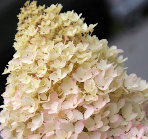 3种绣球花 习性各不同 一种更比一种出效果 财经头条